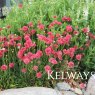 Armeria pseudarmeria 'Ballerina Red' (Ballerina Series)
