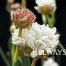 Armeria pseudarmeria Ballerina White (Ballerina Series)