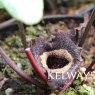 Asarum splendens