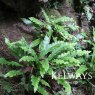 Asplenium scolopendrium