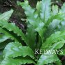 Asplenium scolopendrium