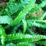 Asplenium scolopendrium 'Angustatum'