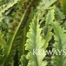 Asplenium scolopendrium 'Angustatum'