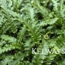 Asplenium scolopendrium 'Angustatum' (2 litre pot)