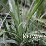 Astelia banksii