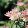 Astrantia 'Buckland'