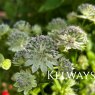 Astrantia 'Buckland'