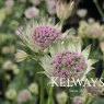Astrantia 'Buckland' (2 litre pot)