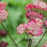 Astrantia major 'Gill Richardson'