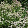 Astrantia major 'Large White'