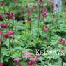 Astrantia major 'Star of Beauty'