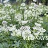 Astrantia major 'Star of Billion'