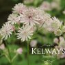 Astrantia major 'Stardust'
