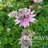 Astrantia major var. rosea