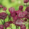 Astrantia 'Moulin Rouge'