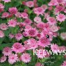 Astrantia 'Roma'