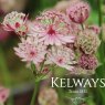 Astrantia major 'Sparkling Stars Pink' (Sparkling Stars Series)