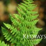 Athyrium filix-femina