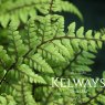 Athyrium otophorum var. okanum