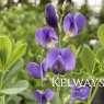 Baptisia australis