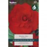 Begonia Double Red (3 tubers)