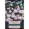 Begonia Cascading White (3 tubers)