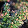 Berberis darwinii 'Compacta'