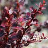 Berberis thunbergii f. atropurpurea 'Dart's Red Lady'