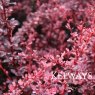 Berberis thunbergii f. atropurpurea 'Harlequin'