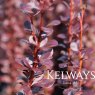 Berberis thunbergii f. atropurpurea 'Helmond Pillar'