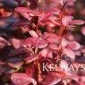 Berberis thunbergii f. atropurpurea 'Red Pillar'