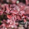 Berberis thunbergii f. atropurpurea 'Rose Glow' (v)