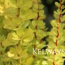 Berberis thunbergii 'Golden Torch'