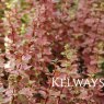 Berberis thunbergii 'Orange Sunrise'