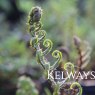 Blechnum chilense