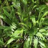 Blechnum spicant