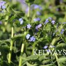 Brunnera macrophylla