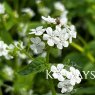 Brunnera macrophylla 'Betty Bowring'