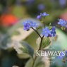 Brunnera macrophylla 'Dawson's White'
