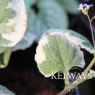Brunnera macrophylla 'Dawson's White'