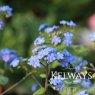 Brunnera Looking Glass