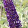 Buddleja davidii 'Black Knight'