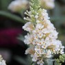 Buddleja Buzz Ivory