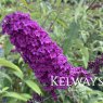 Buddleja davidii 'Royal Red'