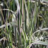 Calamagrostis x acutiflora 'Overdam'