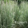 Calamagrostis x acutiflora 'Overdam'