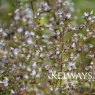 Calamintha nepeta