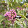 Callicarpa bodinieri 'Imperial Pearl'