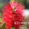 Callistemon citrinus 'Splendens'