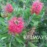 Callistemon citrinus 'Splendens'